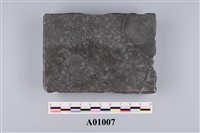 藏品(紡綞蟲類)的圖片